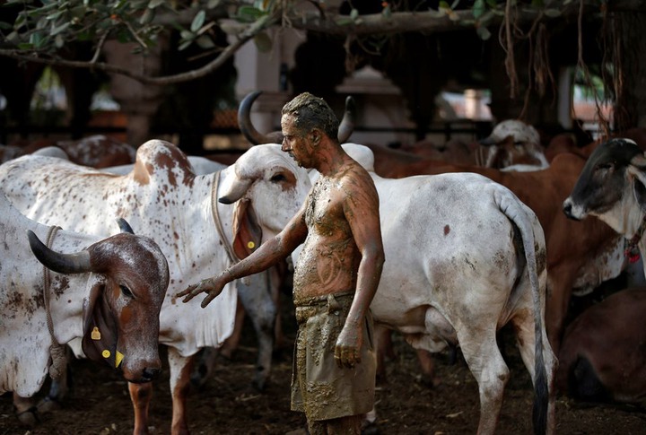 Doctors warn against the practice of using cow poop as COVID-19 cure in India (photos)