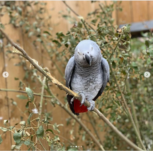 Five foul-mouthed parrots separated at a British wildlife park after swearing at customers?(photos)