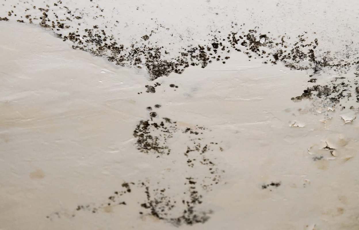 Mold on a ceiling.