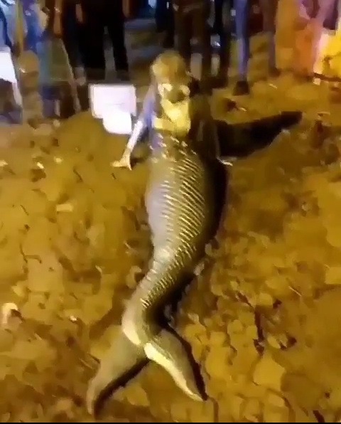 Live Mermaid Found Washed Off the Shores of India