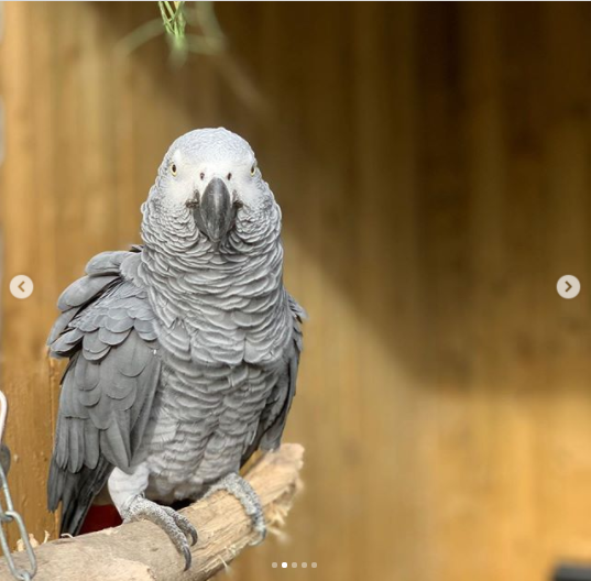 Five foul-mouthed parrots separated at a British wildlife park after swearing at customers?(photos)