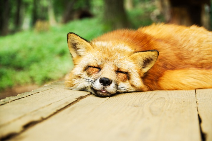 An image of a fox sleeping