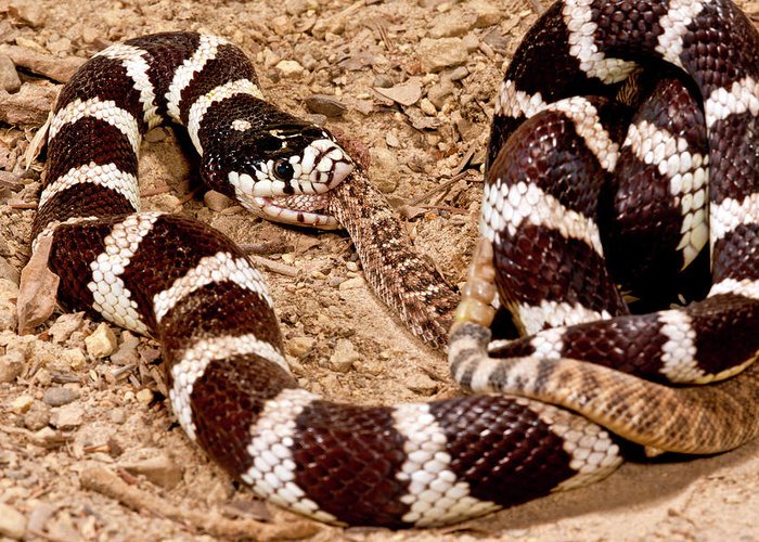 A kingsnake swallowing another king snake
All Snakes Are Scared Of These Five Animals!