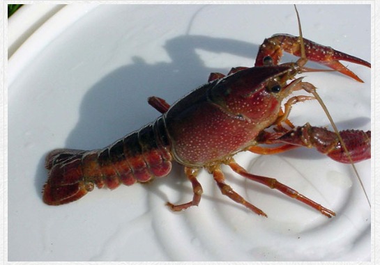 Condition Make Crayfish Bends” - Meaning