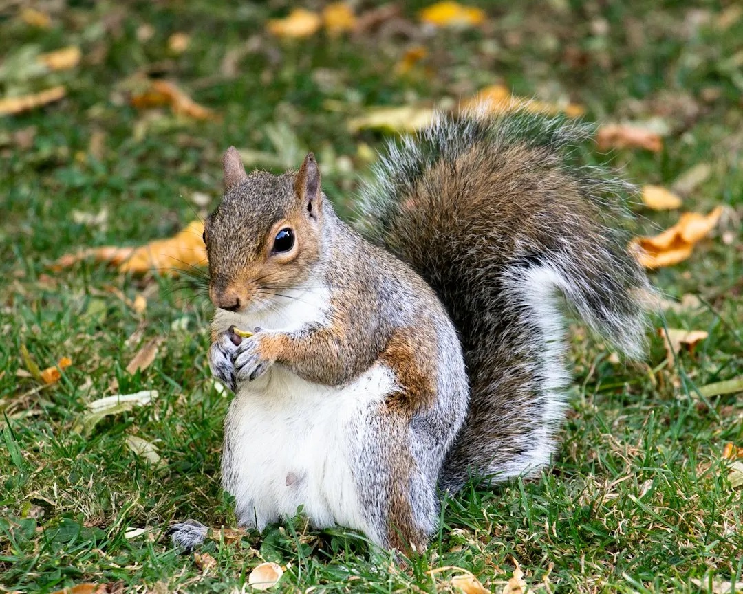 Squirrels and Other Wildlife Stocking Up Aggressively (Image Credits: Unsplash)