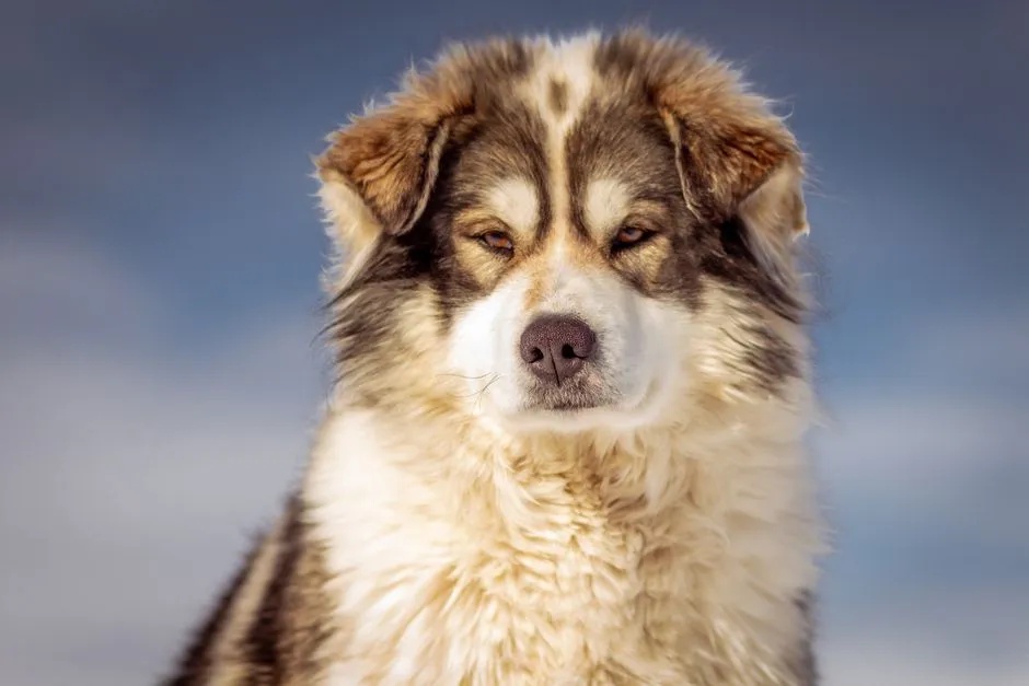 Thicker-Than-Usual Animal Coats (Image Credits: Pexels)