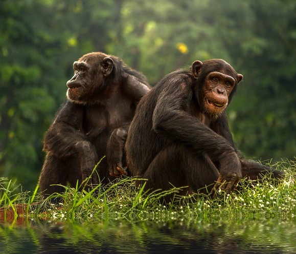 This Animal (Bonobo) Engages in the Same Sex-Styles as Humans