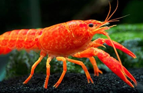 Why crayfish are bent around