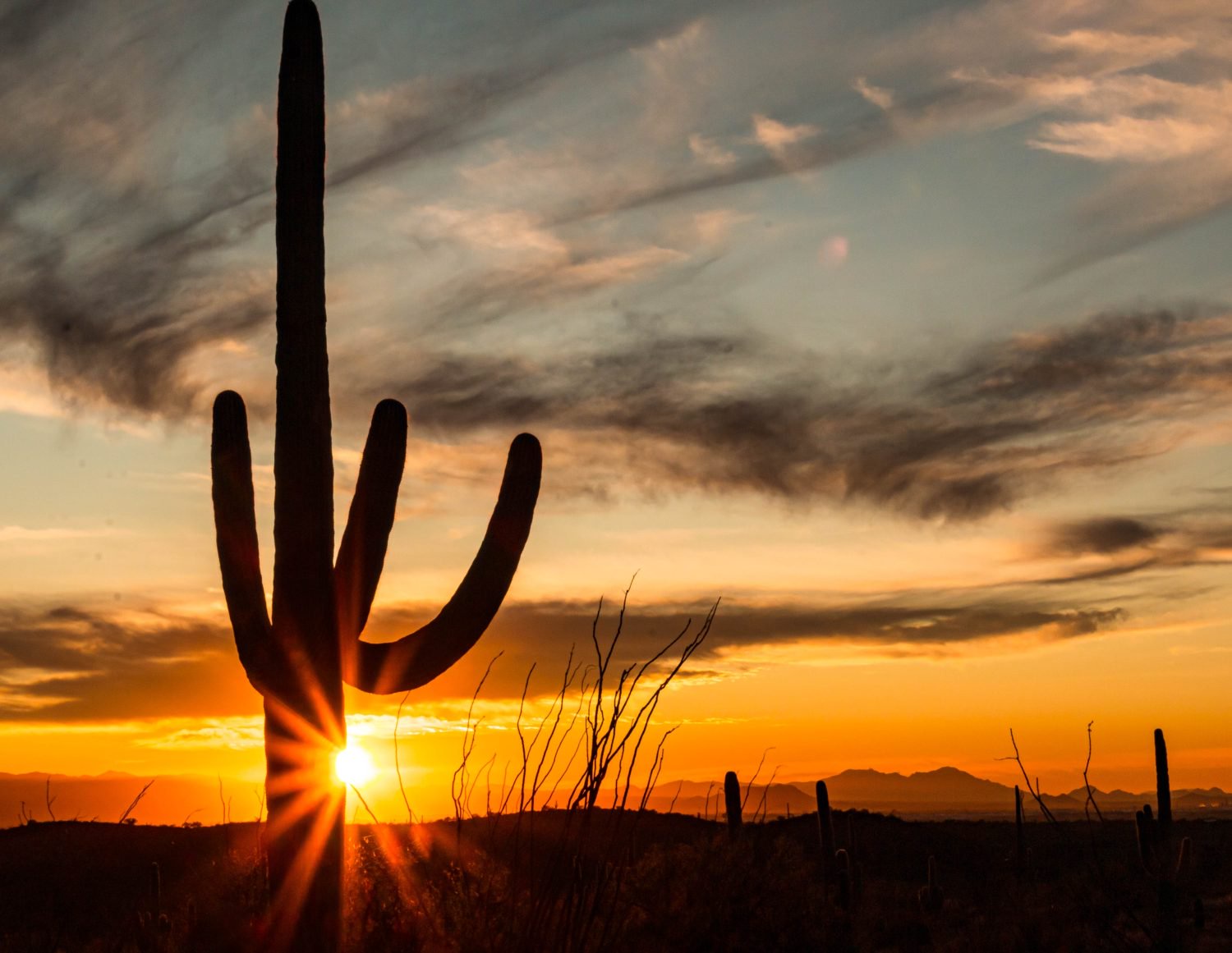 Sunset On Saguaro Cactus Forest And The Desert in The Rincon Mountain District of Saguaro National Park, Tucson, Arizona, USA