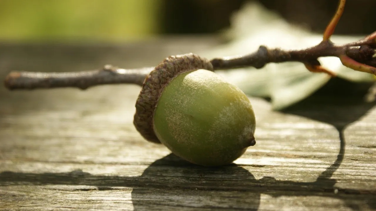 Unusually Large or Abundant Acorns and Nuts (Image Credits: Pixabay)