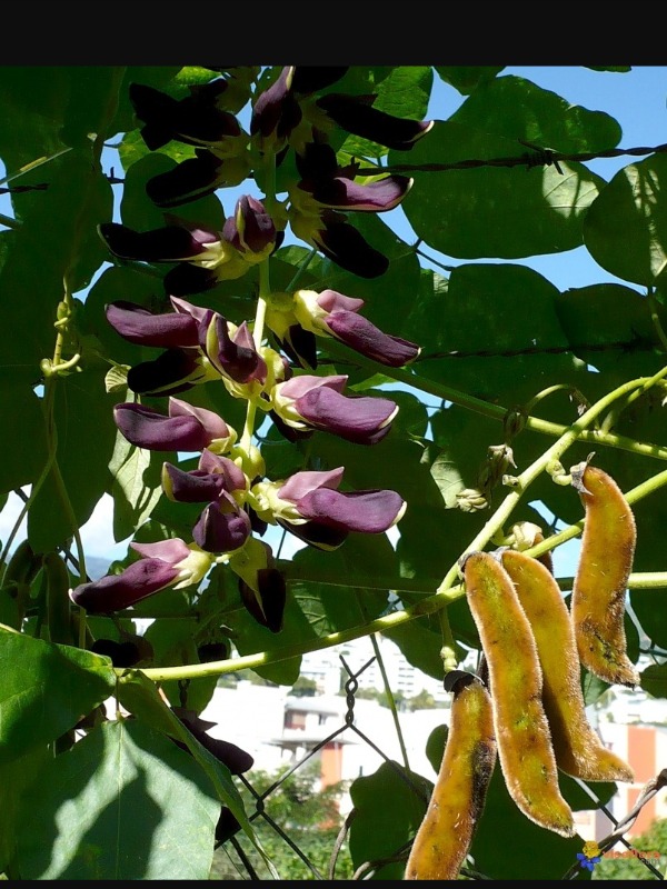 Velvet beans leaves "DEVIL BEANS": Leaves Used In Boosting Fertility And Blood