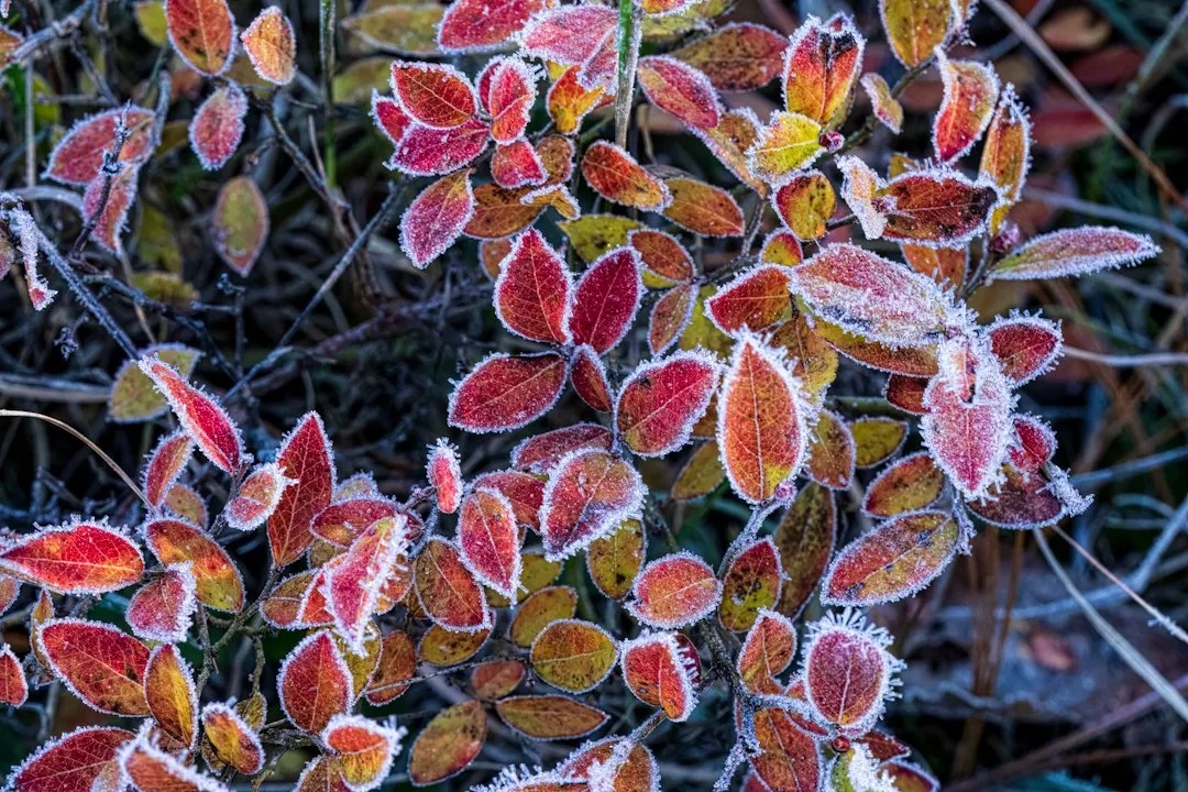 The First Sharp Morning Frost (Image Credits: Unsplash)