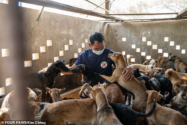 61 dogs saved from being turned into dog meat (photos)