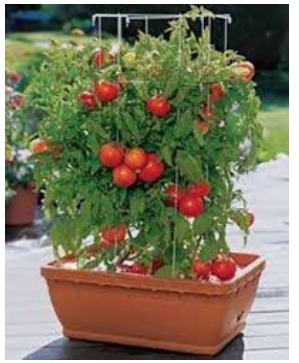 Grow  Tomatoes in your Rooms without going Farms