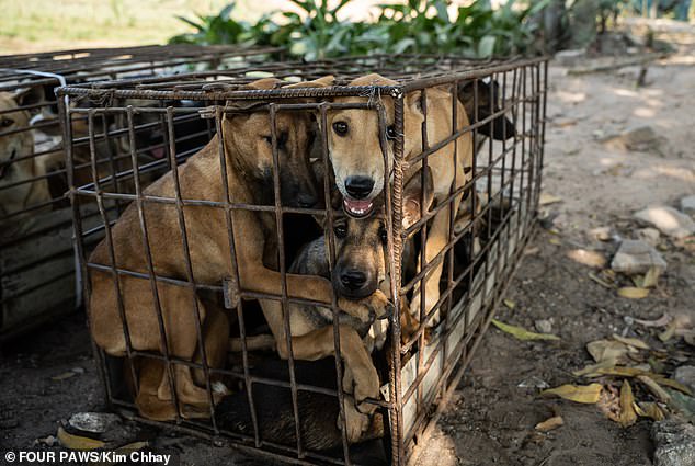 61 dogs saved from being turned into dog meat (photos)