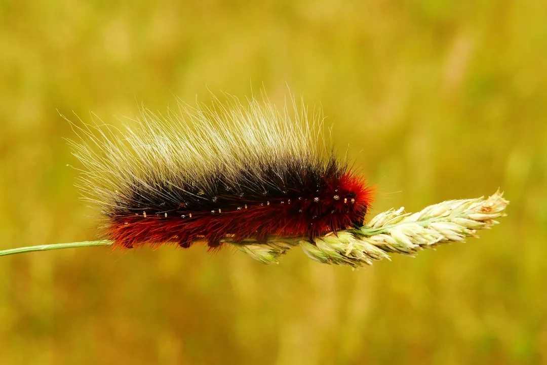 Woolly Bear Caterpillars and the Stripes That Spark Debates (Image Credits: Unsplash)