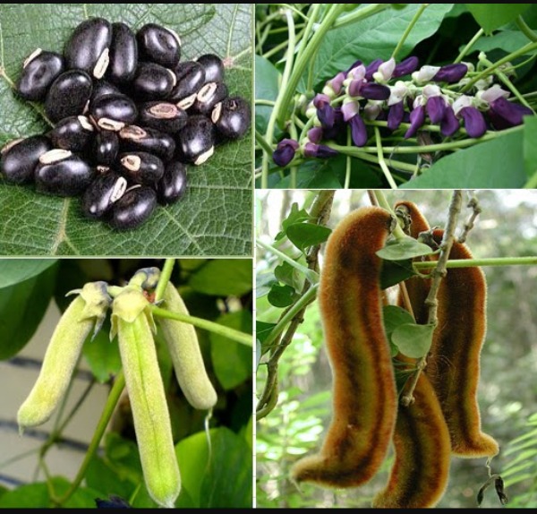 Velvet beans leaves "DEVIL BEANS