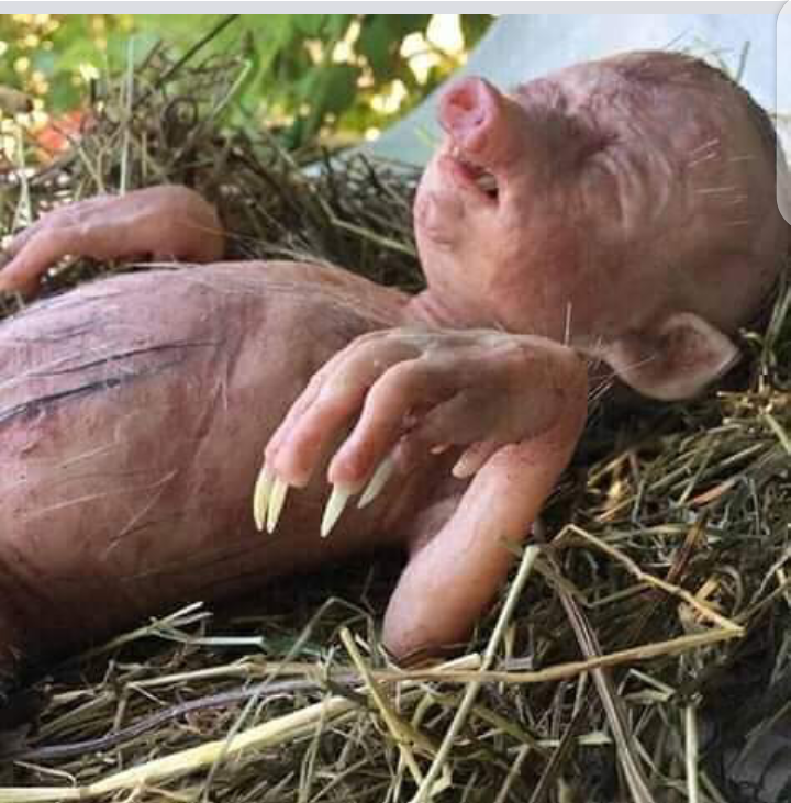 8223ed5f58ea39e13bc2249b66ebe66e?quality=uhq&resize=720