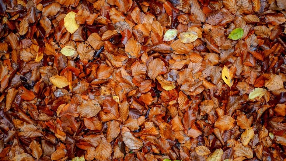 Leaves Changing Color Faster Than Usual (Image Credits: Pexels)