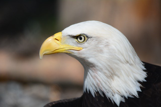 an image of an eagle
All Snakes Are Scared Of These Five Animals!