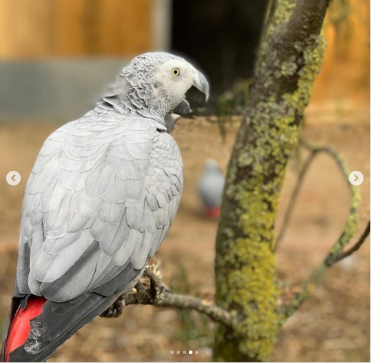 Five foul-mouthed parrots separated at a British wildlife park after swearing at customers?(photos)