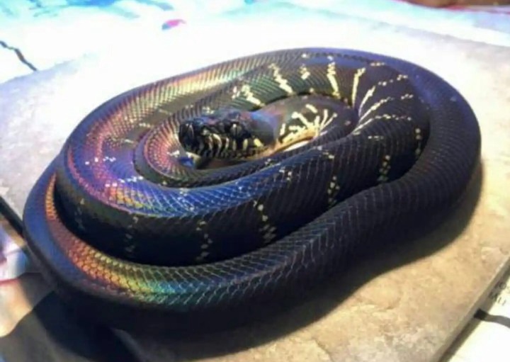 Cute Expensive Snakes Kept As Pet. Zams