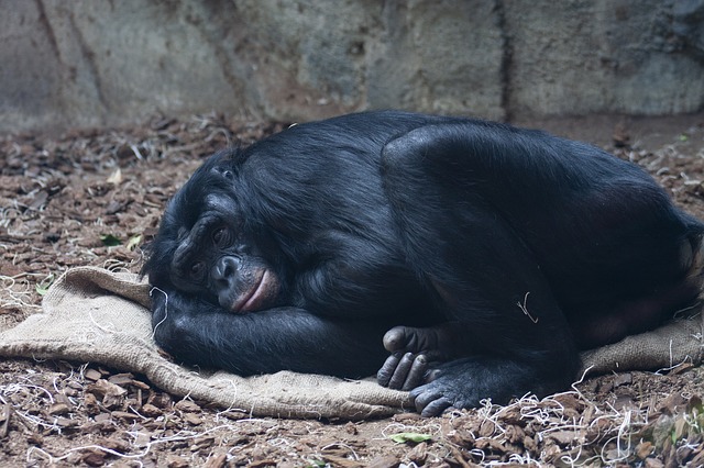 This Animal (Bonobo) Engages in the Same Sex-Styles as Humans