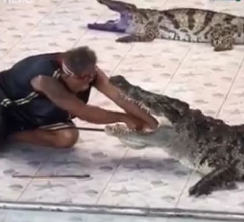 (VIDEO) Man Puts his Hand down the Throat of Crocodile