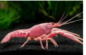Why crayfish are bent around