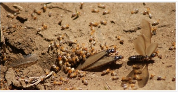 What Does the Winged Termites (Aku) give to the body?