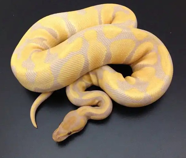 Cute Expensive Snakes Kept As Pet. Zams