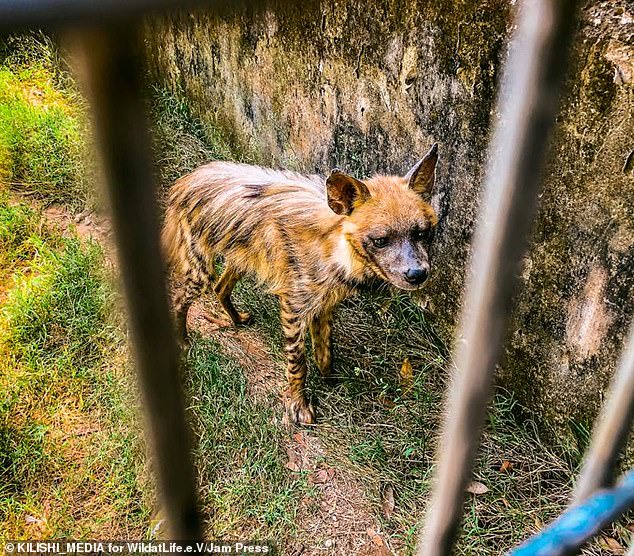 L'organisme de bienfaisance de la faune commence une mission de sauvetage après qu'un visiteur a secrètement pris des photos d'un lion affamé et de dizaines d'animaux sous-alimentés dans un zoo au Nigéria (Photos / Vidéo)