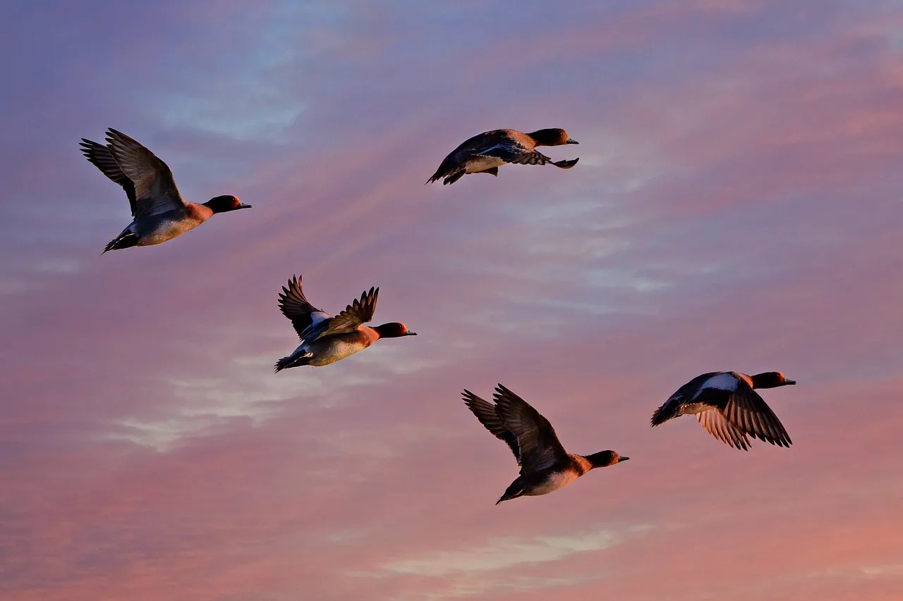 Migrating Birds Leaving Earlier Than Normal (Image Credits: Pixabay)