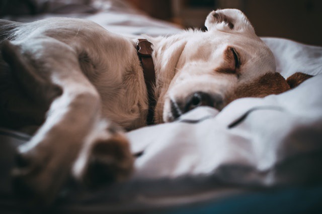 An image of a Dog sleeping. Animals dream