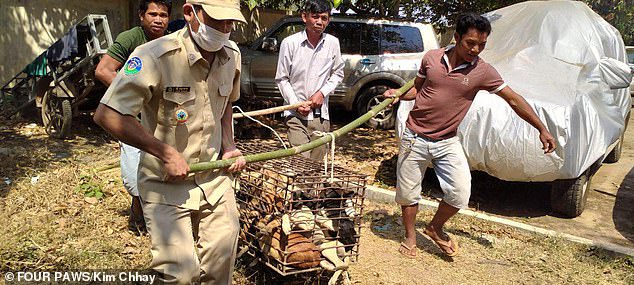 61 dogs saved from being turned into dog meat (photos)