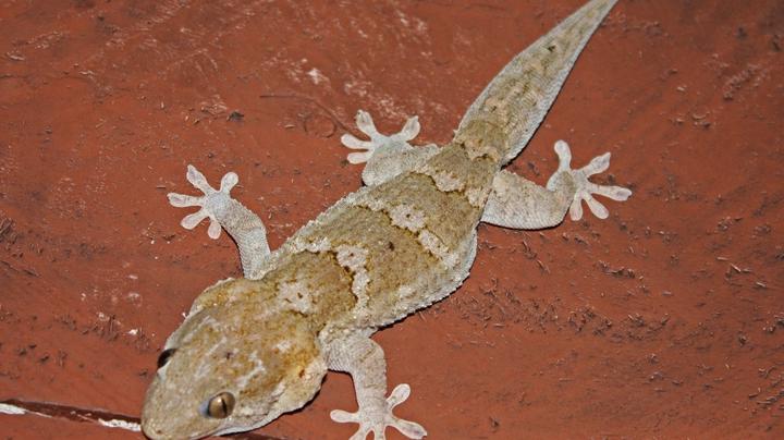 wall-gecko-may-look-innocent-but-look-at-the-bad-things-they-do-to-humans