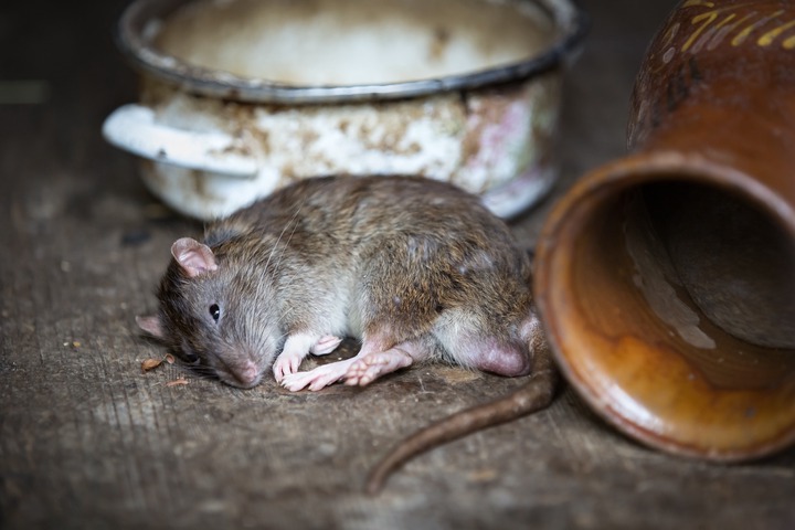 An image of a rat sleeping  Animals dream