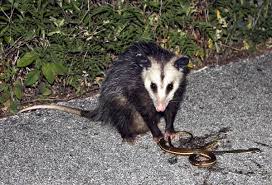 An oppossum killing a snake