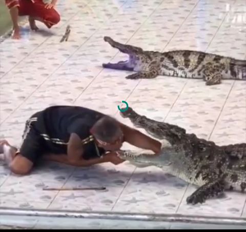 (VIDEO) Man Puts his Hand down the Throat of Crocodile