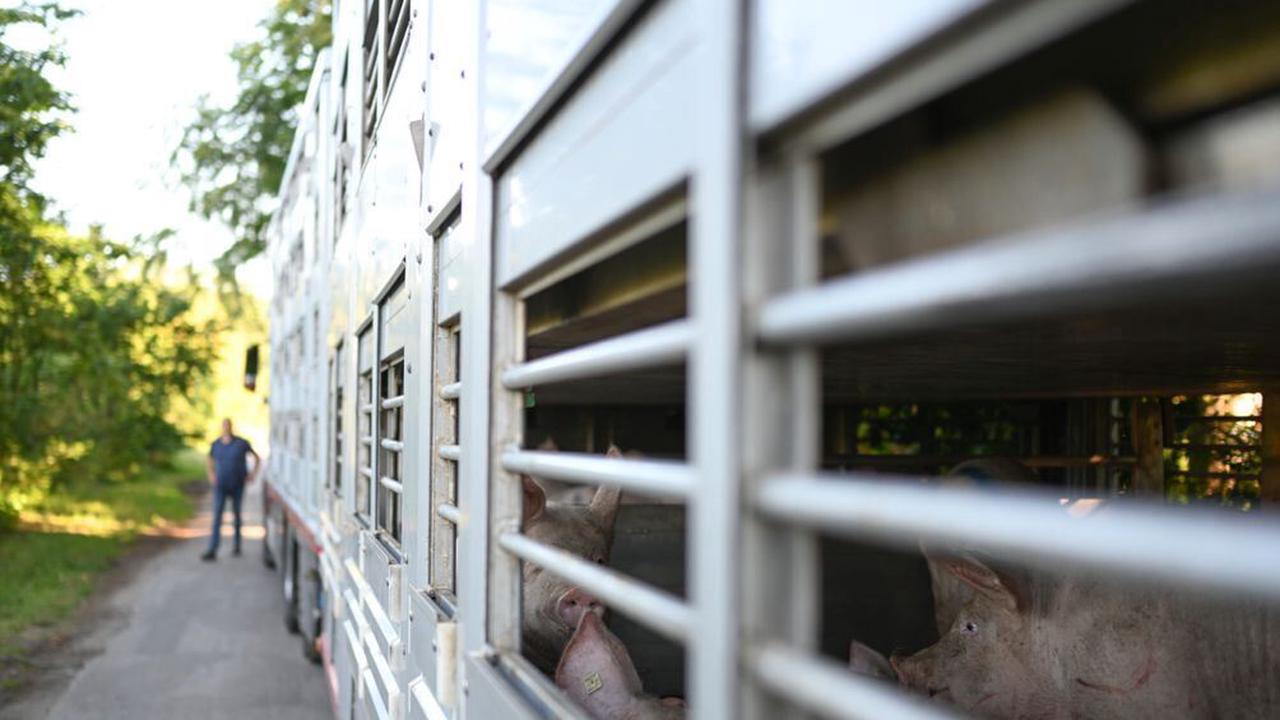 Afrikanische Schweinepest in Betrieb im Emsland nachgewiesen