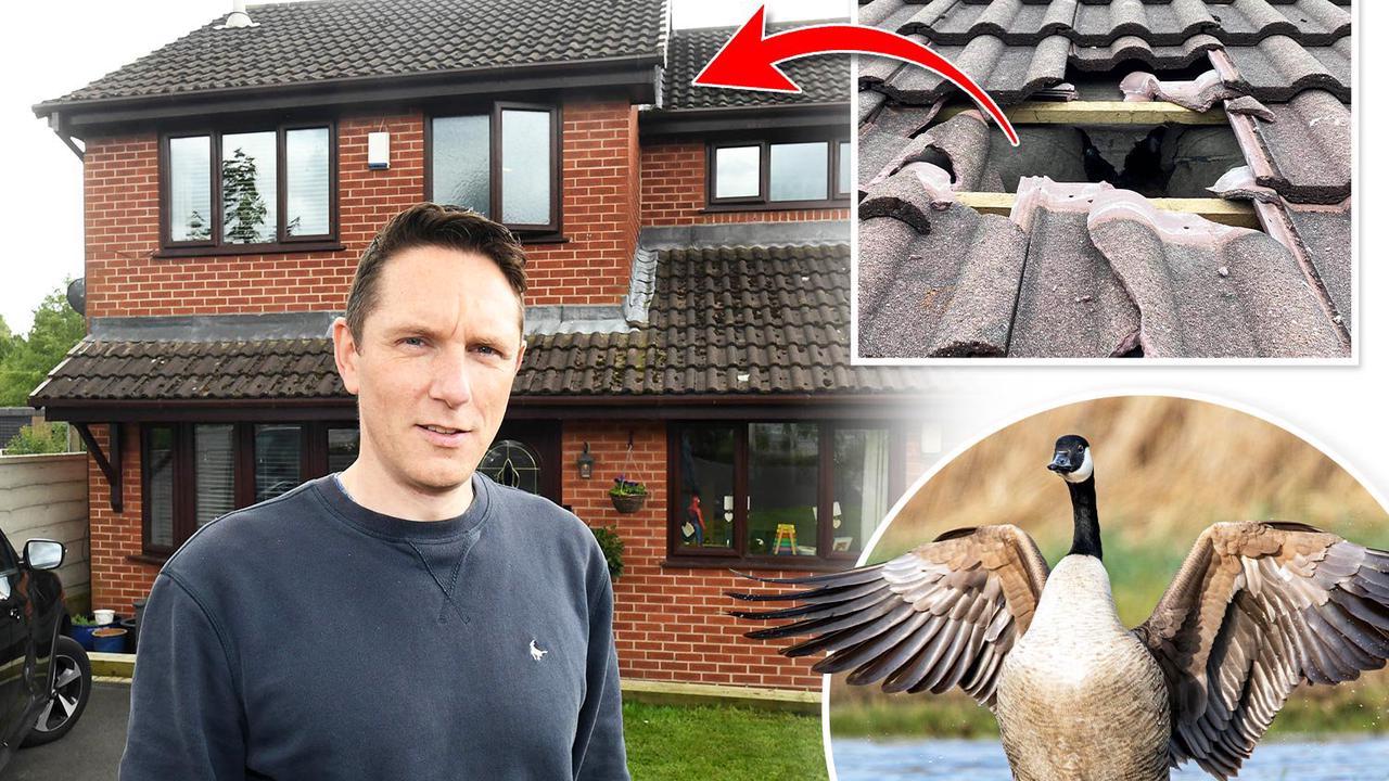 Shocked couple find 12lb Canada goose in LOFT after huge bird smashed through roof with a bang