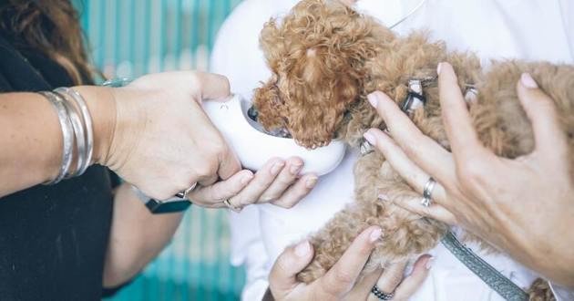 Un chien maltraité est emmené en urgence à la clinique, le 