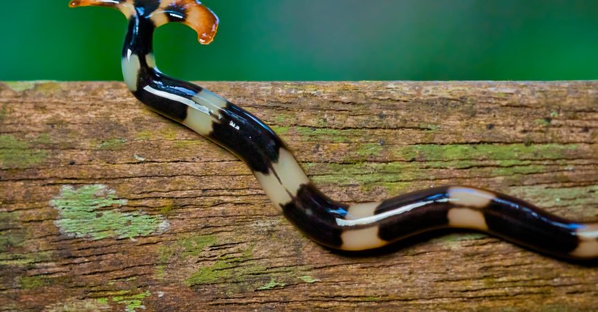 Are Poisonous Hammerhead Worms ‘Invading’ Parts of the US? Opera News
