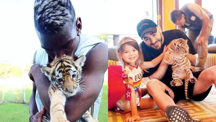 memphis depay pet lion