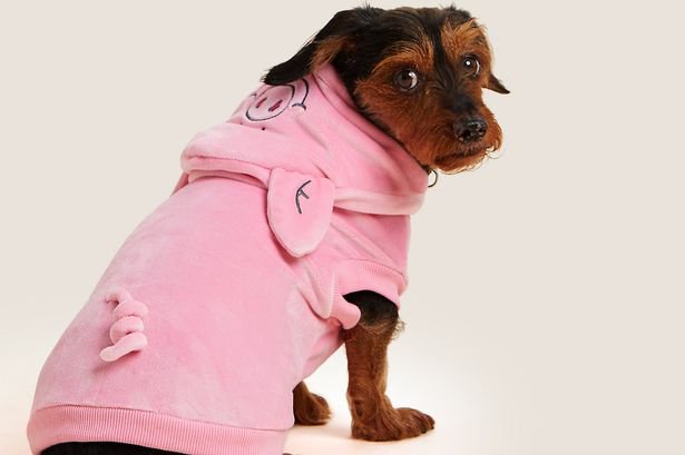 Percy Pig Hoodie For Dogs Is The Latest Addition To M S Collection Opera News