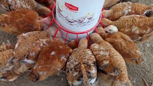 Kienyeji Chicken Farming Business In Kenya. – NAIROBIminiBLOGGERS