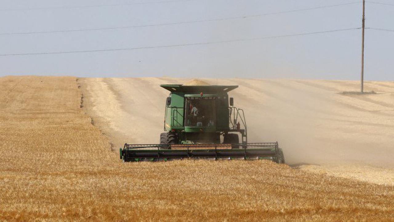 Ukraine-Krieg : Warum der Weizenpreis plötzlich wieder fällt