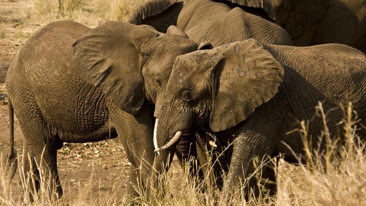 Trophäenjagd: Für 50’000 Dollar einen Elefanten töten, findet der WWF gut