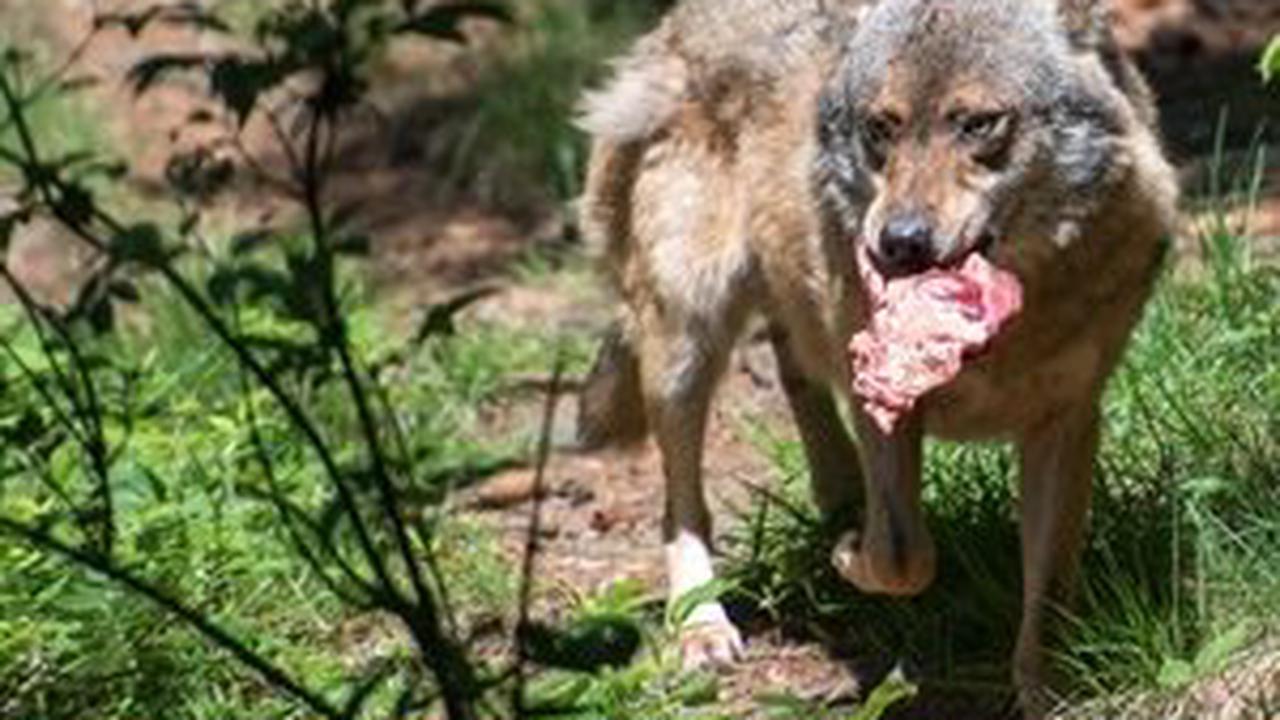 Weidetierhaltung in Sachsen durch Wölfe bedroht?