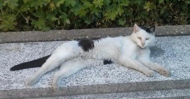 Olive Le Chat Du Ministere De L Economie Et Des Finances Est Decede Bruno Le Maire Lui Rend Hommage Opera News